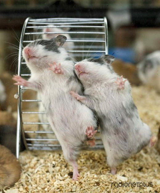 Эти смешные животные Эти смешные животные