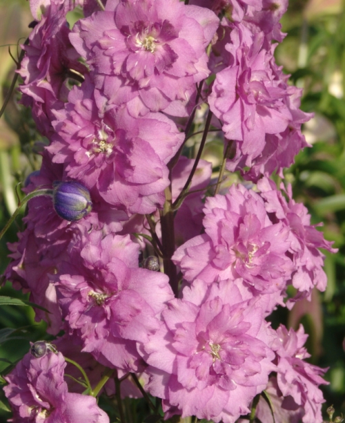 Апрельские посевы цветов и декоративных растений рассада цветов в апреле