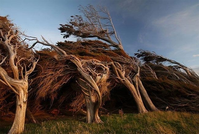 Гнутые деревья Новой Зеландии (13 фото)