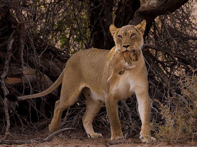 Материнская забота  красивые фотографии,фото приколы