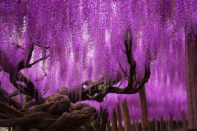 Красиво, как в сказке: завораживающие туннели из глицинии в Японии можно, деревьев, цветением, фотографии, красивые, увидеть, глицинии, вдоволь, фестивали, во время, которых, Япония, полюбоваться, деревьевОтправьтесь, в виртуальное, путешествие, проводятся, Весной, здесь, сказку