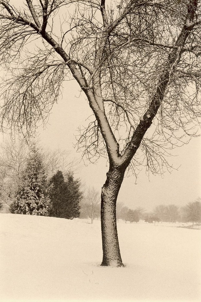 Портреты деревьев Портреты деревьев
