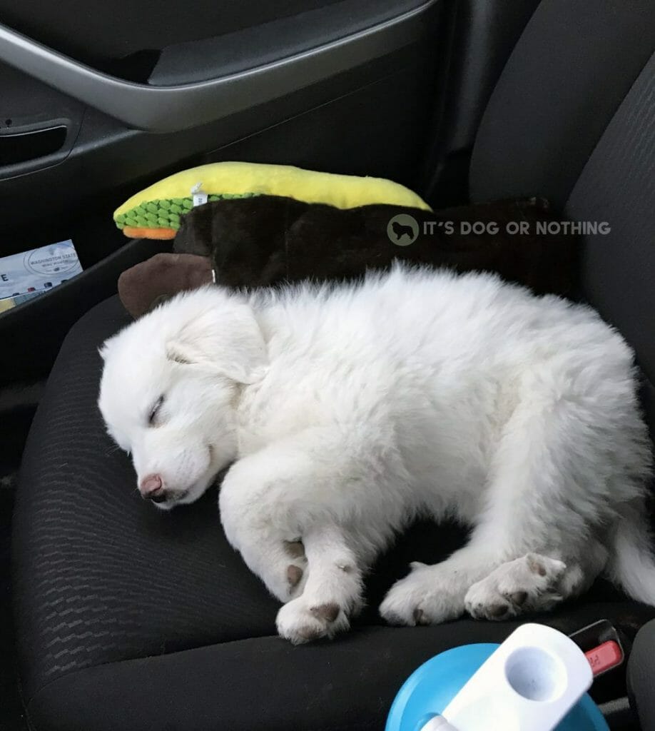 Great Pyrenees puppy on car seat