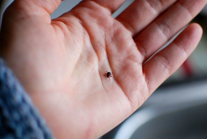 Сезон клещей в самом разгаре Вот как себя защитить