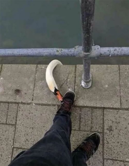 Пернатые бандиты Пернатые бандиты веселые картинки,животные,Истории из жизни,позитив,приколы,Смешные животные