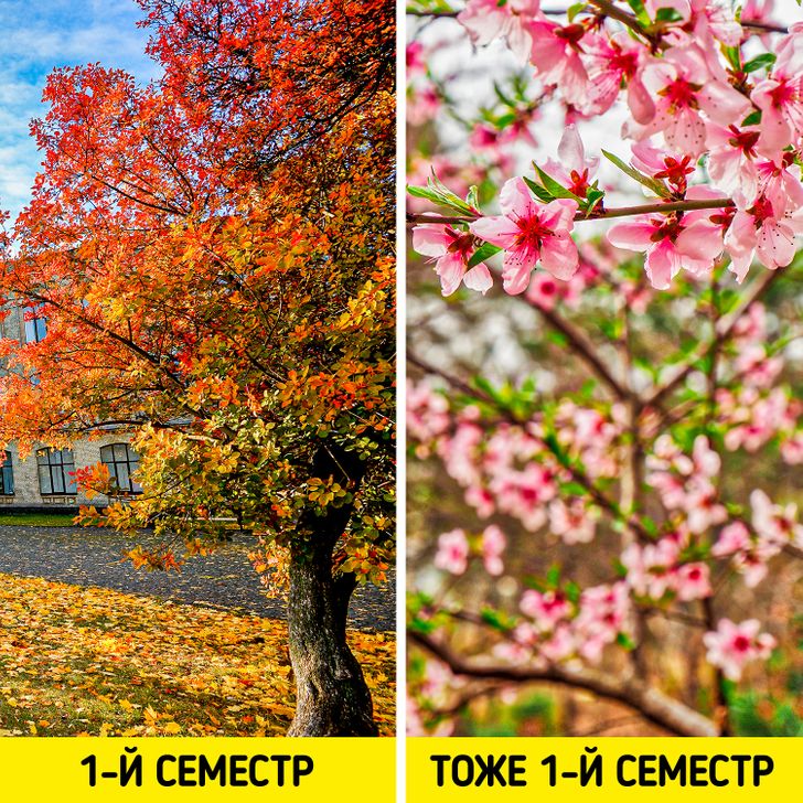 Особенности высшего образования в разных странах, которые удивят русского студента Особенности высшего образования в разных странах, которые удивят русского студента студентов, не только, образования, Студенты, не будет, и основных, Оценки, студента, Система, Никто, в престижном, программы, учащиеся, университетах, К слову, длится, позиции, занимают, которые, студенты