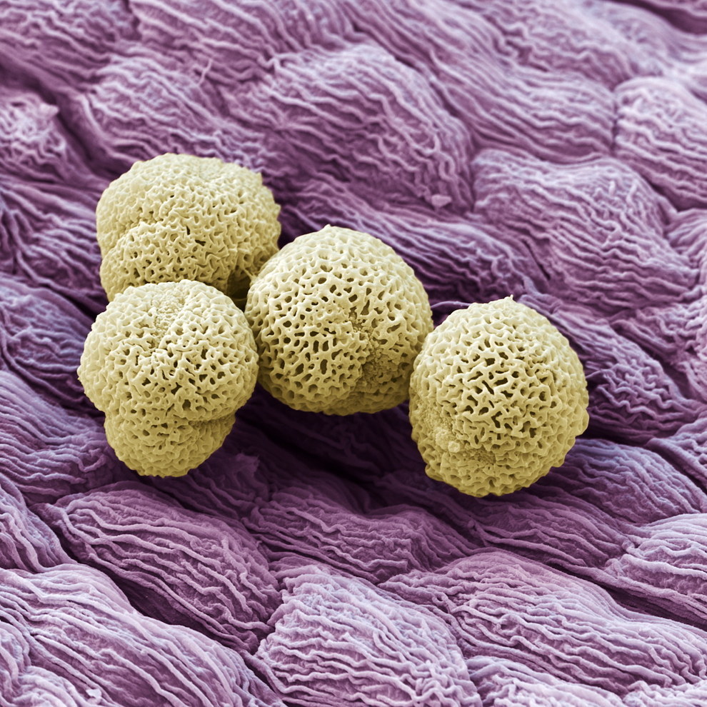 Чужие: цветы под микроскопом Чужие: цветы под микроскопом природа