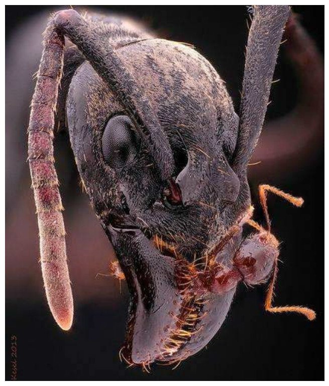 Мелкие монстры - самые опасные муравьи в мире животные