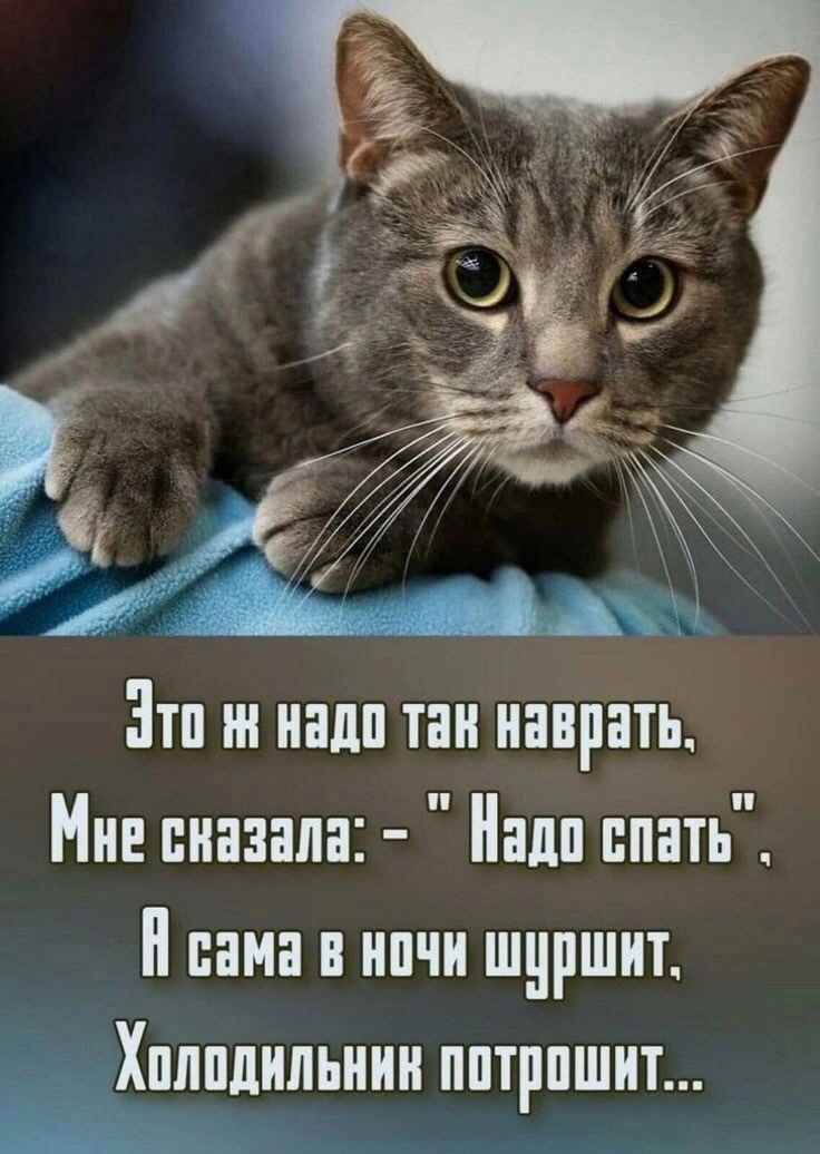 Немножко смешных зверушек... Надёргано , отовсюду