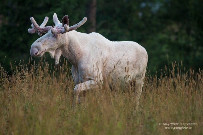 07-albino-moose-710x473