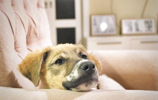 puppy-covered-clue-rescued-pascal-11
