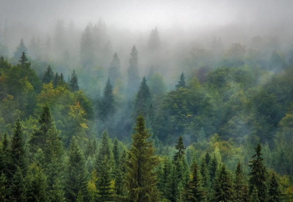 В Крыму будет высажено почти 280 га лесных насаждений
