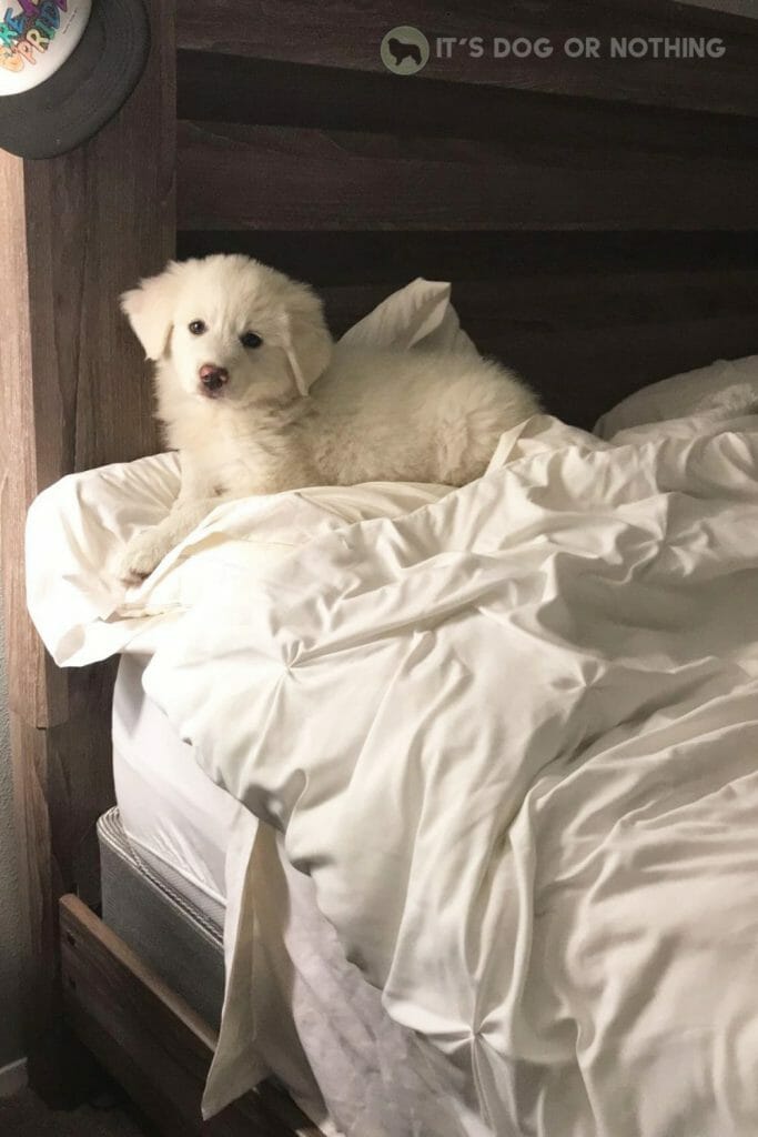 Great Pyrenees puppy on bed