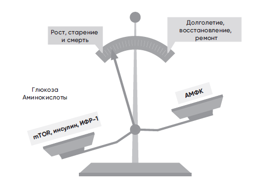 Противоядие против старения: как работает рапамицин книги,наука