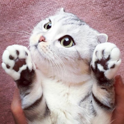 Кошка Хана с большими глазами, взявшая Instagram штурмом (24 фото) Кошка Хана с большими глазами, взявшая Instagram штурмом (24 фото)