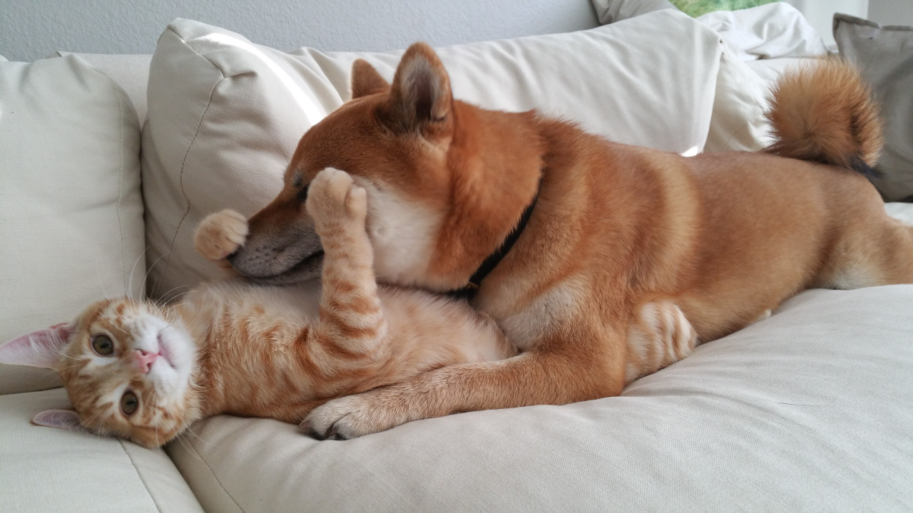 Коты, которые жить не могут без собак