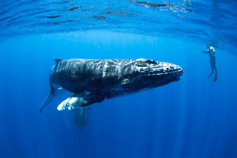 Фотограф делает потрясающие кадры горбатых китов в южной части Тихого океана 