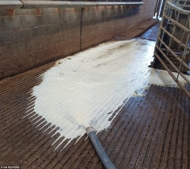 В Британии бьют тревогу: ко многим другим неприятностям прибавляются новые - фермерам приходится выливать молоко в канализацию.