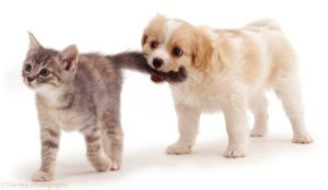 Какие собаки дружат с кошками: топ дружественных пород собак