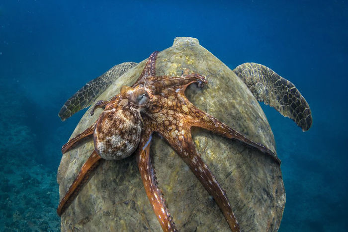 Turtle-back Ride, Natural World Finalist