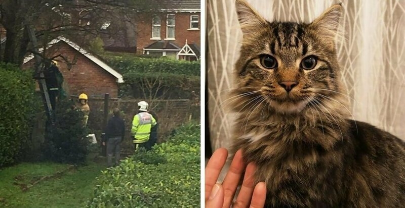 Женщина искала своего потерянного кота и обнаружила его на дереве!