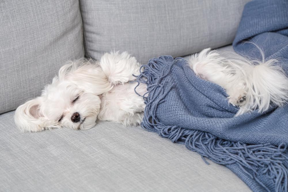 Собака боится оставаться одна: что такое сепарационная тревога у животных и как с ней работать животное, собаки, чтобы, сепарационной, собака, например, хозяина, одиночестве, кошек, тревога, собаку, будет, перед, тревоги, всего, стресс, также, может, можно, разлуки