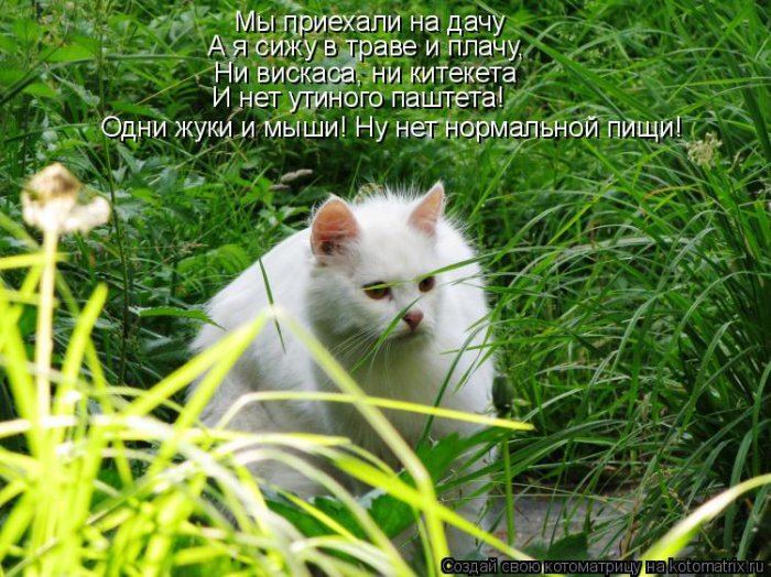 Мысли вслух :)