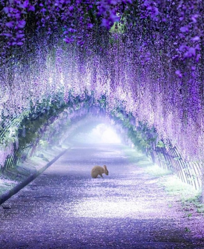 Красиво, как в сказке: завораживающие туннели из глицинии в Японии гид,мир,путешествия,страны,туризм