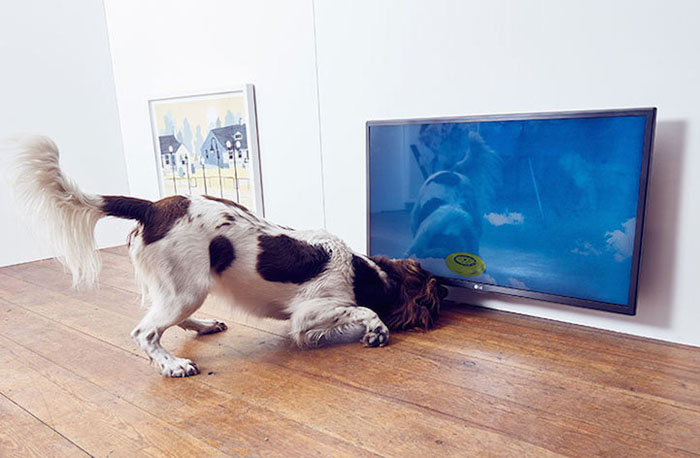 Инсталляция Catch - *Улов*. Собака пытается поймать виртуальное фрисби.
