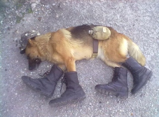 Прикольный позитив в фотографиях (110 фото)