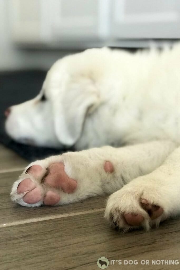 Great Pyrenees puppy paws