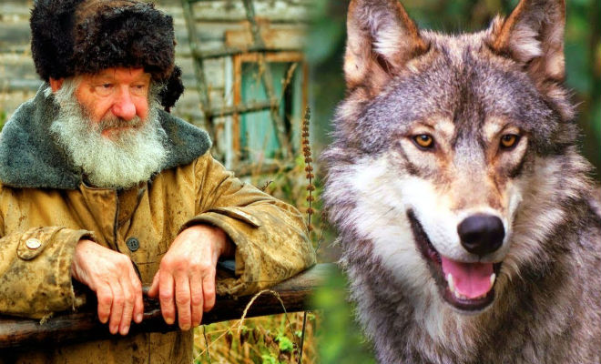 Дедушка спас волчонка в лесу. Через год волк вырос и отплатил добром Культура