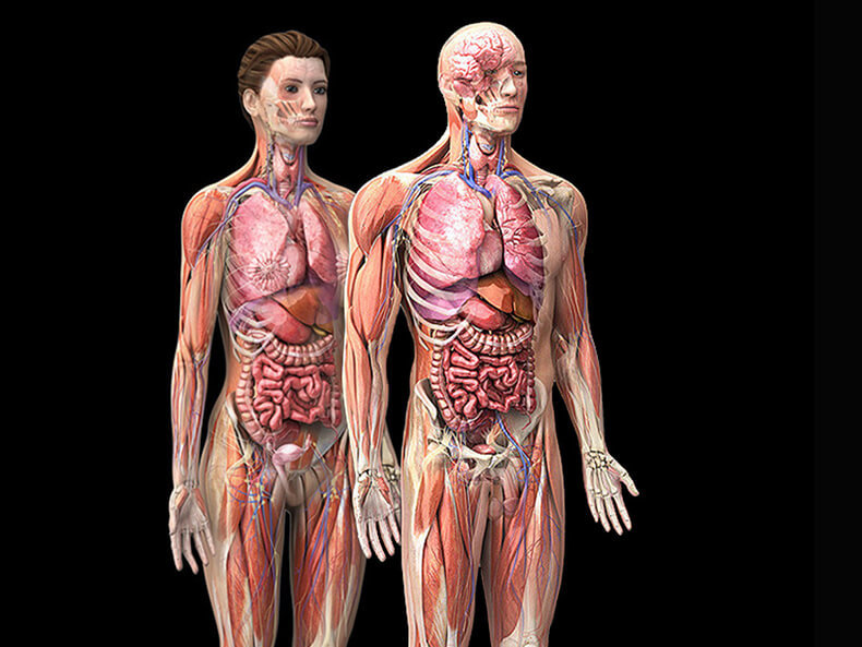 Опущение органов брюшной полости: Упражнения, которые поднимут «беглецов» на место  внутренние органы,здоровье, упражнения