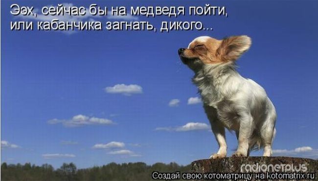 24 картинки развлекательного характера со зверьем 