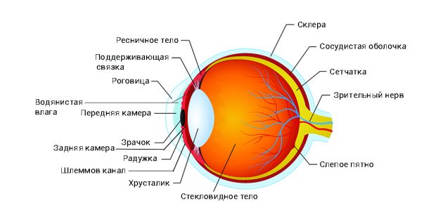 Что такое внутриглазное давление и каким оно должно быть внутриглазное, давление, глаза, между, измеряют, проводят, глазного, через, камеру, Затем, тонометром, внутриглазного, Поэтому, приёме, обезболивающие, влага, капли, больше, результат, аппарат