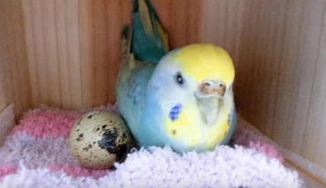 Она купила перепелиное яйцо в магазине и положила его в клетку к своему попугаю