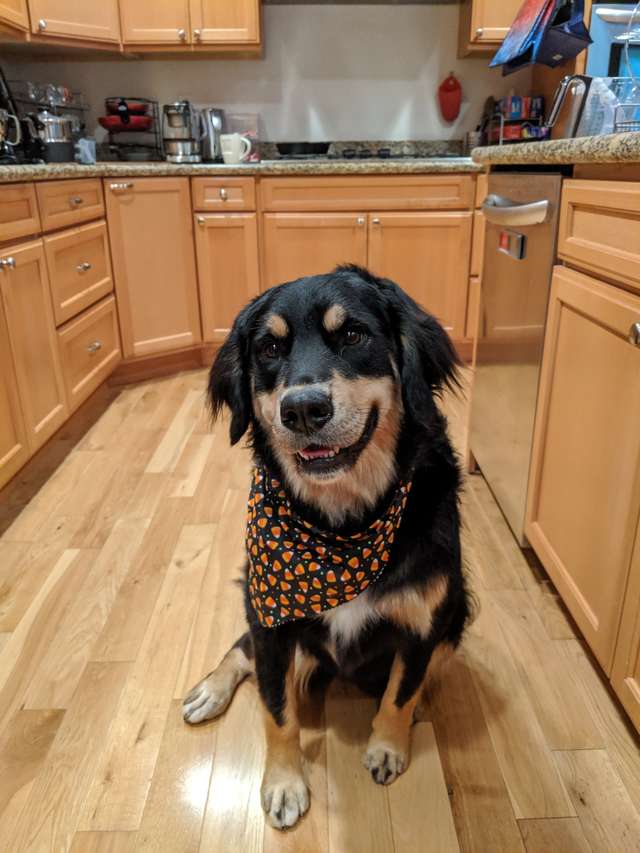 собака в доме