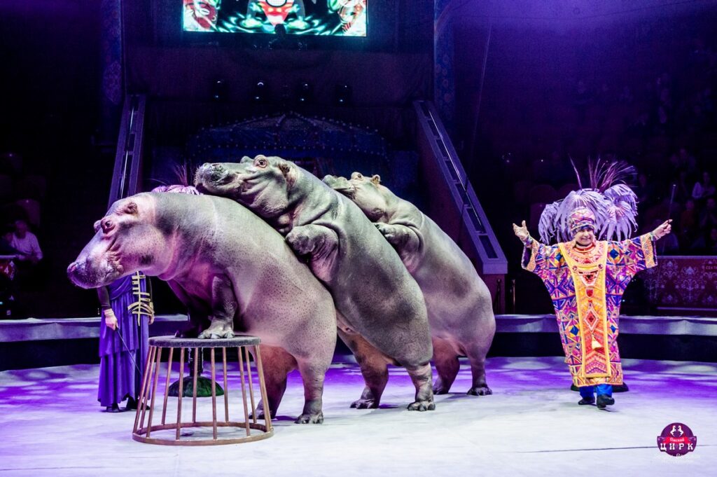 В Рязанском цирке впервые покажут грандиозное Гии Эрадзе шоу «Песчаная сказка»