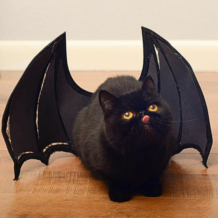 Everyone Always Says That Willow Looks Like Toothless The Dragon