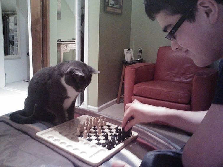 Чтобы расслабится, этот кот играет в шахматы, а не пьёт с друзьями животные, коты, прикол