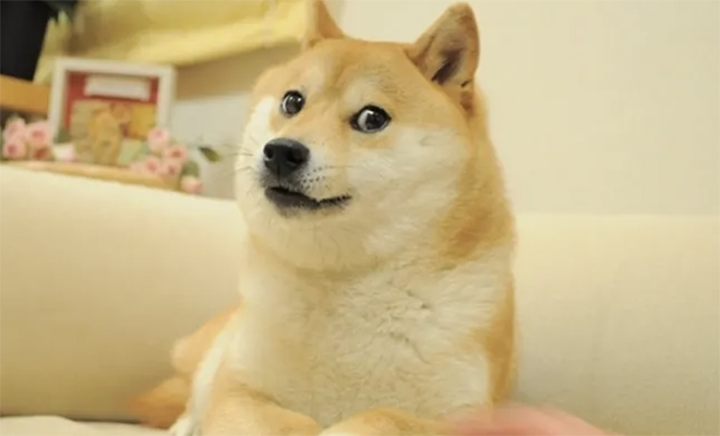 8 лет назад японка просто сфотографировала свою собаку. Как случайный снимок стал главным мемом десятилетия