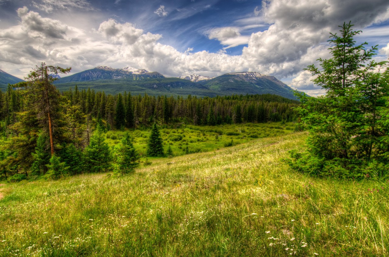 Ландшафт умеренного пояса. Лес HDR. HDRI природа. Трава в Канаде. Растительный мир Джаспера.