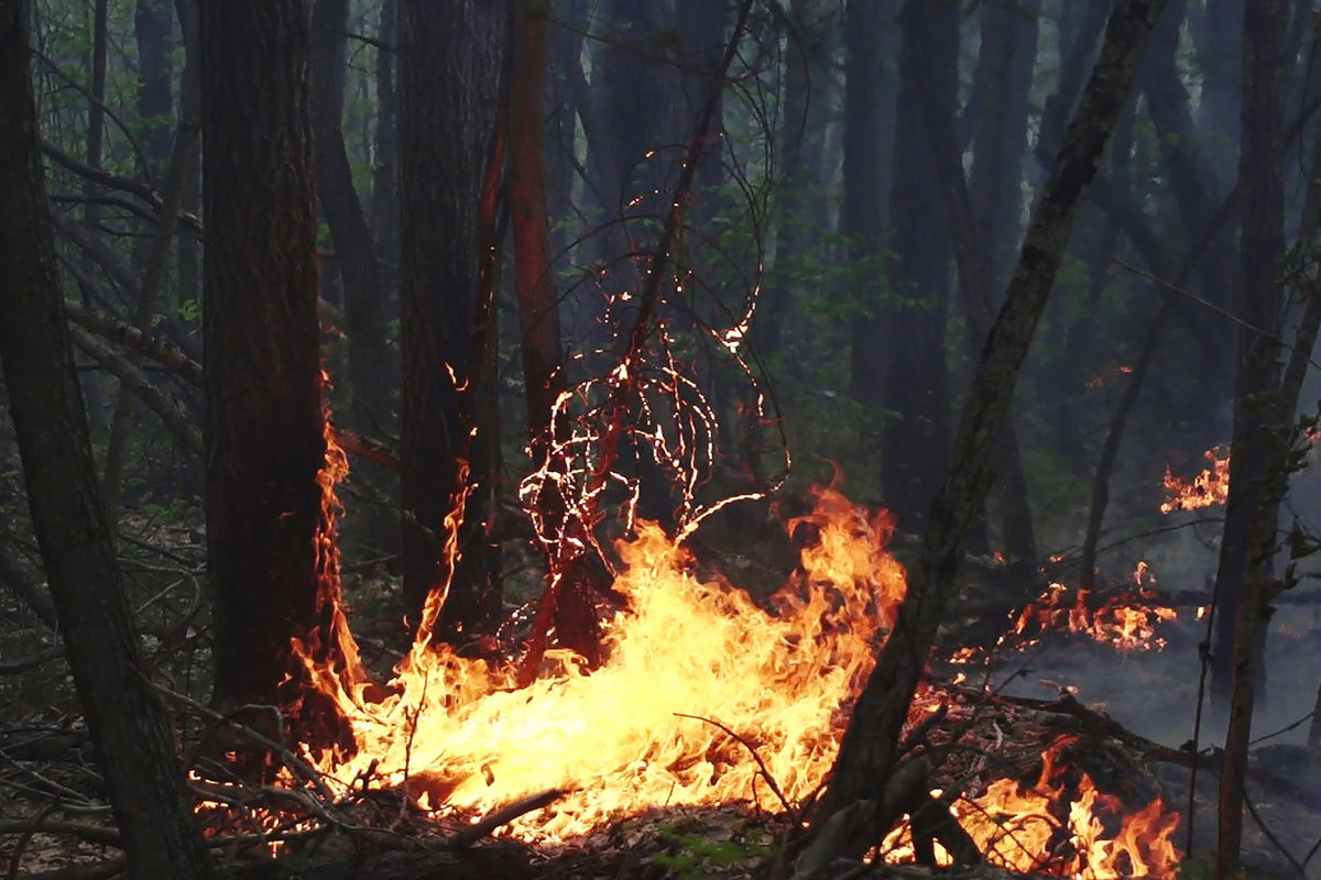 Минлес Приамурья ввел запрет на посещение лесов из-за противопожарного режима