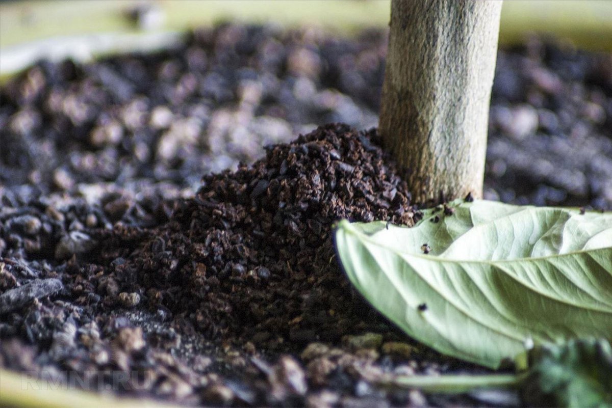 Как можно использовать кофейную гущу в саду и огороде можно, будет, кофейную, растений, удобрение, чтобы, остатки, просто, почве, водой, полива, Кроме, и использовать, вместе, поможет, кофейной, получить, слишком, добавлять, любят
