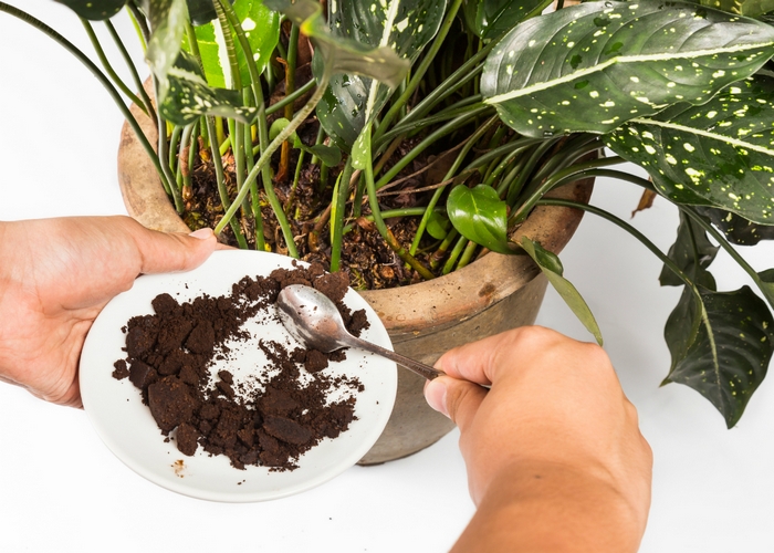 Кофейная гуща поможет удобрить растения.