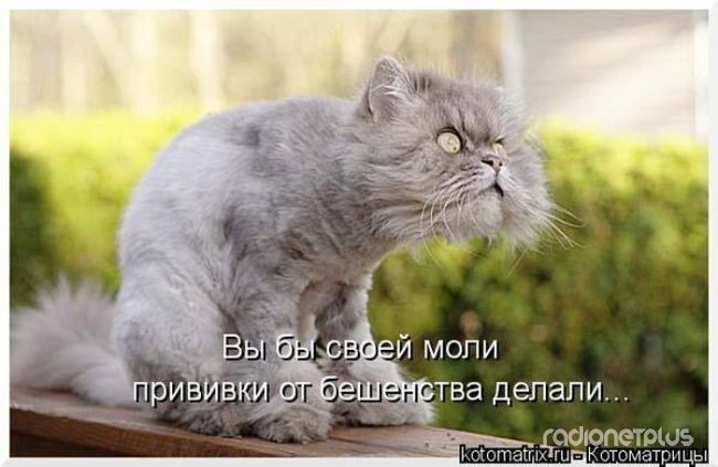 24 картинки развлекательного характера со зверьем 