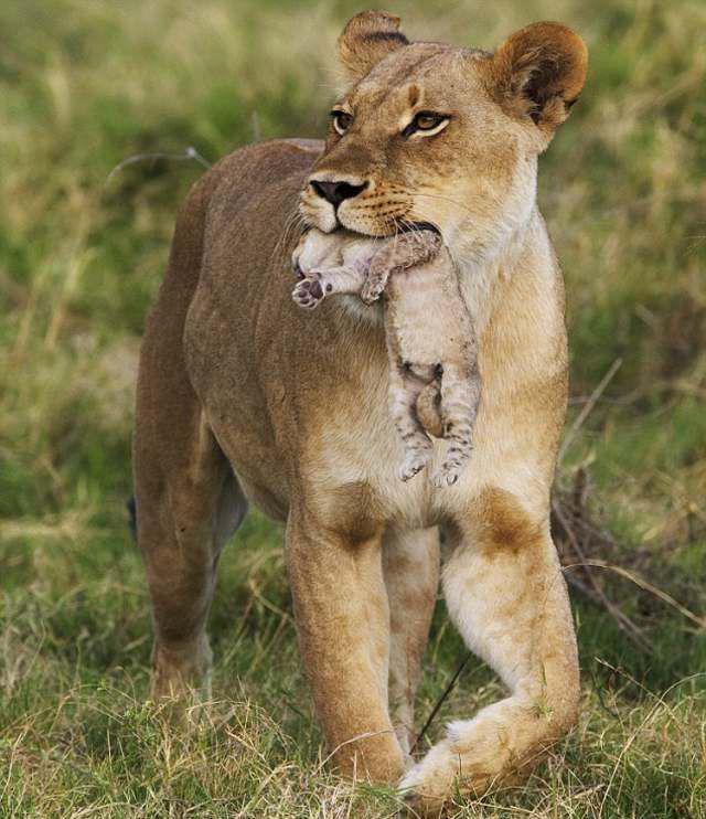 Материнская забота  красивые фотографии,фото приколы