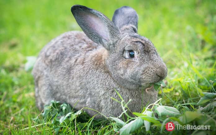 Очень большие породы кроликов: Советская шиншилла