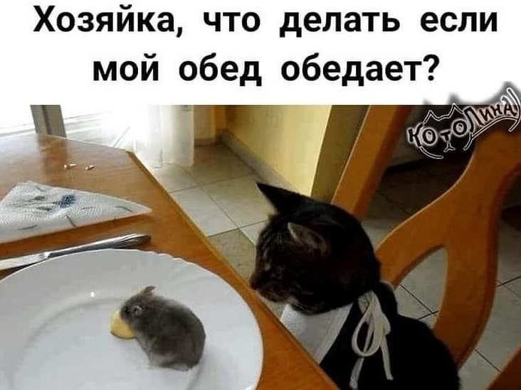 Немножко смешных зверушек... Надёргано , отовсюду