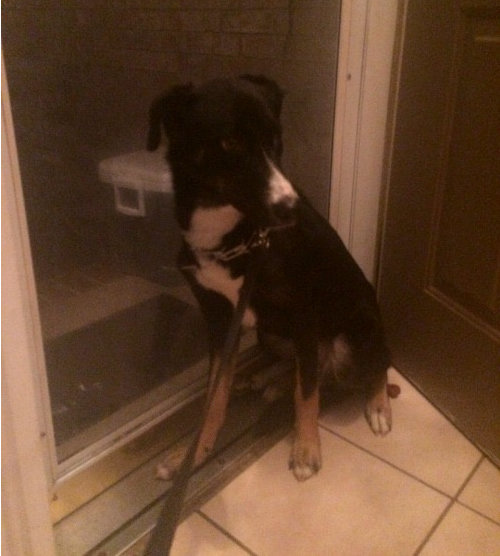 dog-in-doorway